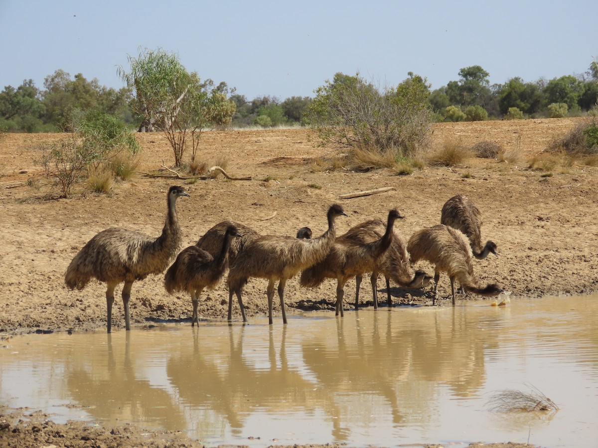 Émeu d'Australie - ML609523288