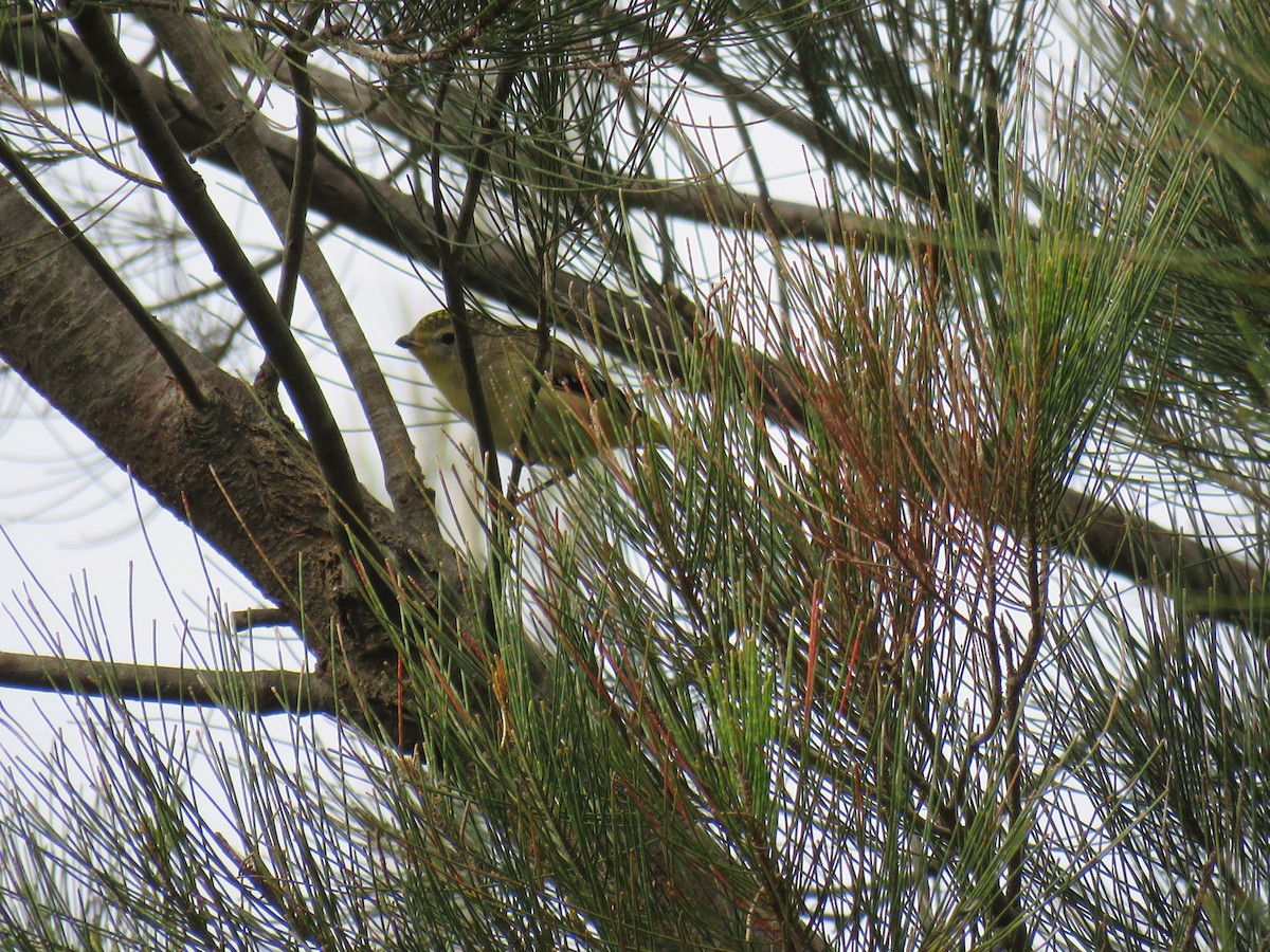 Pardalote pointillé - ML609523327