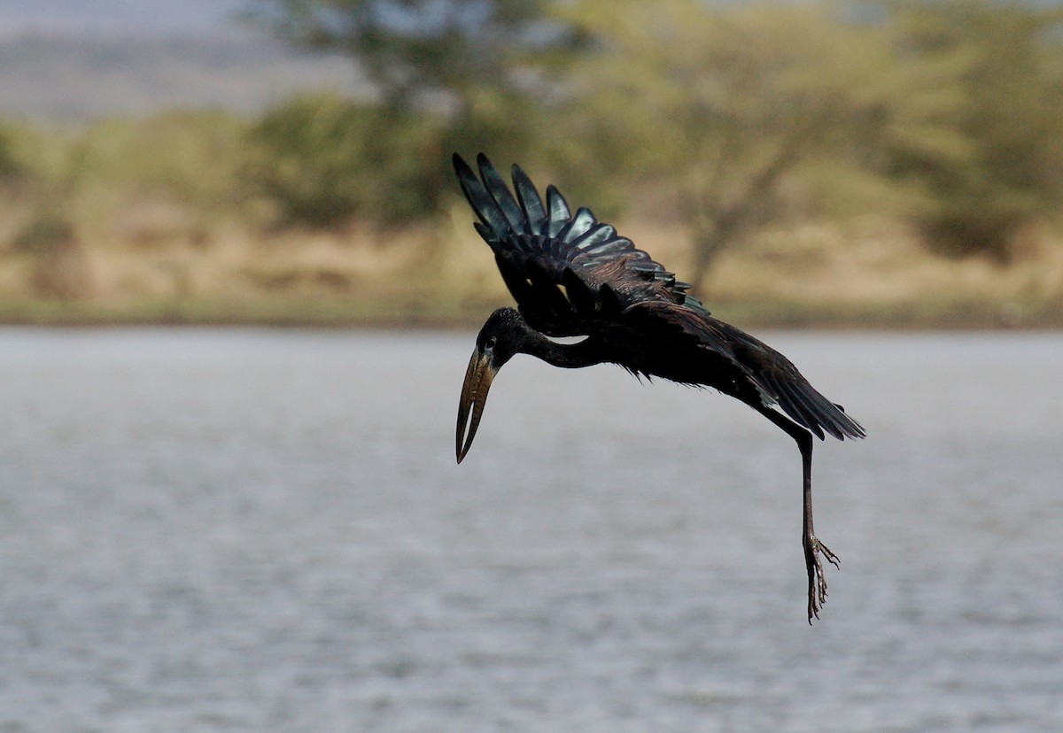 African Openbill - ML609523332