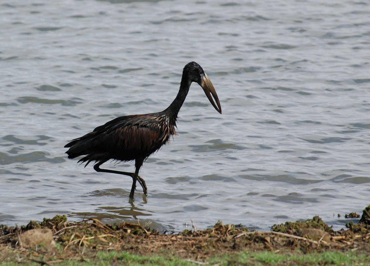 African Openbill - ML609523333