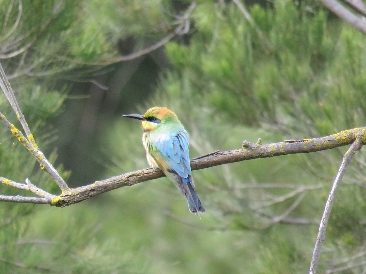 Rainbow Bee-eater - ML609523345