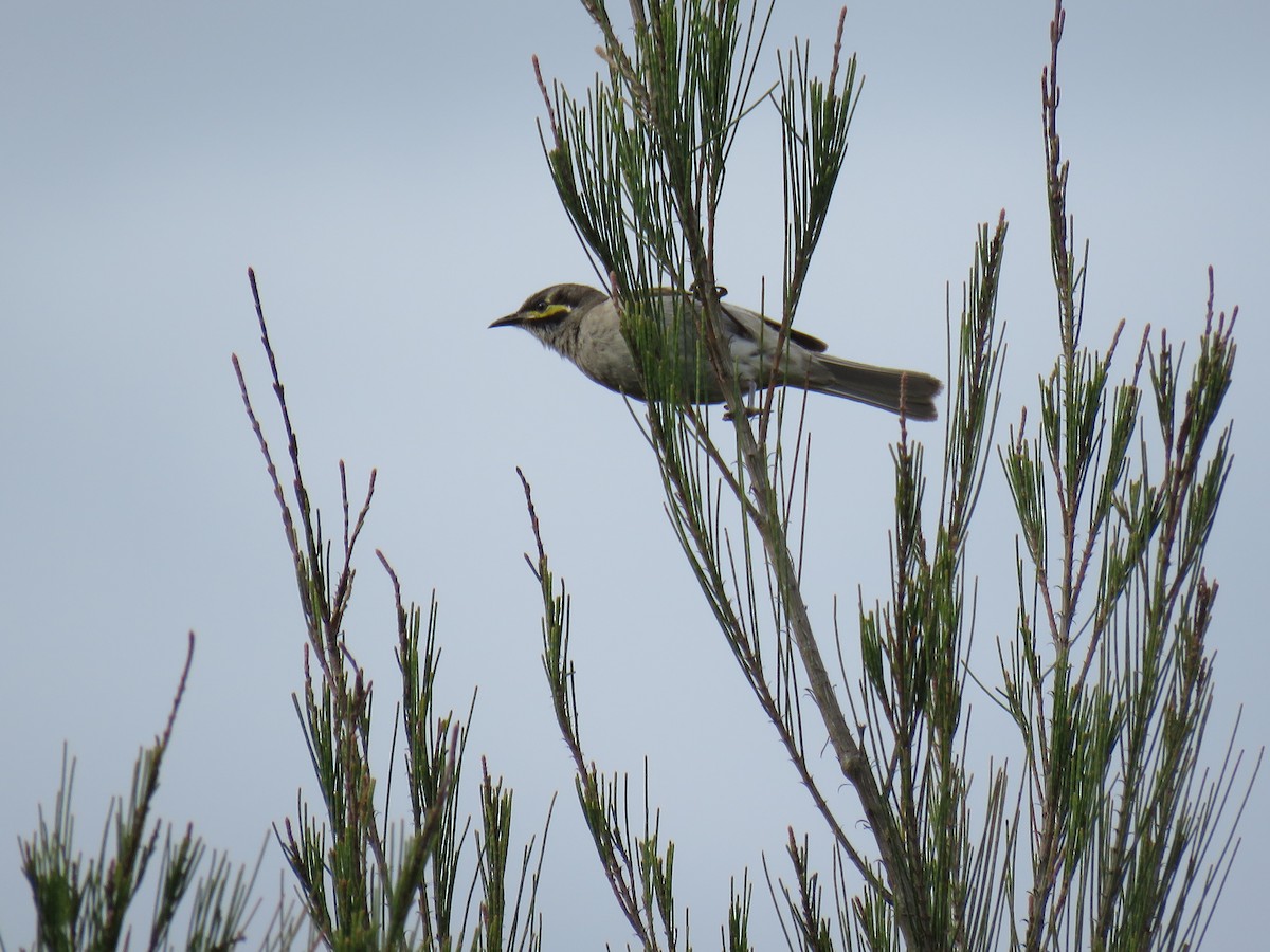 Yellow-faced Honeyeater - ML609523400