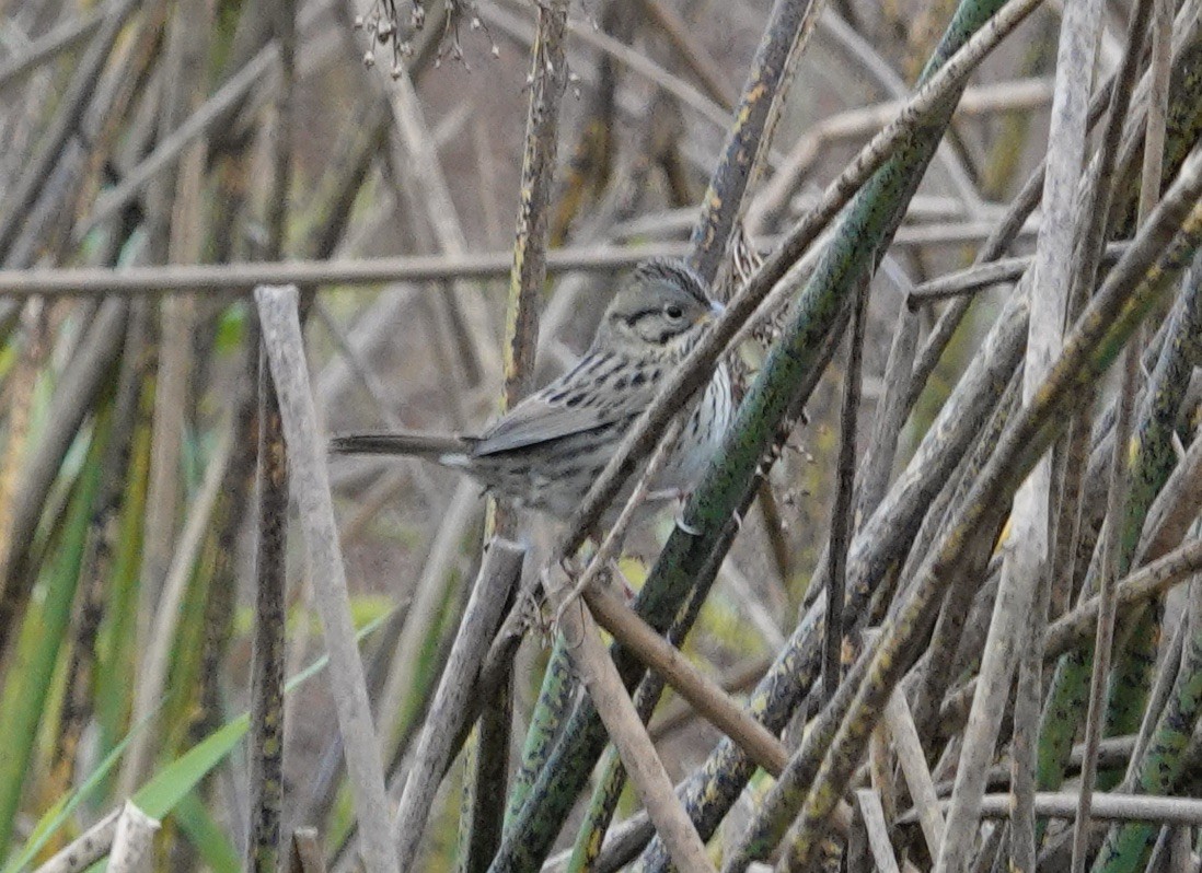 Lincoln's Sparrow - ML609523408