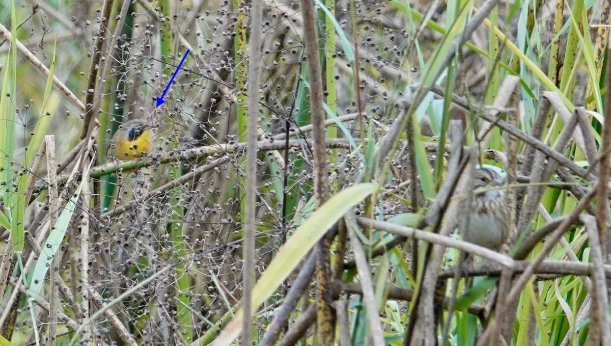 Common Yellowthroat - ML609523431