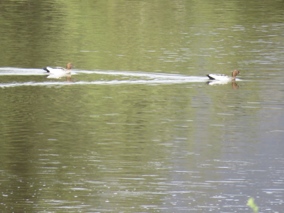 Canard à crinière - ML609523445