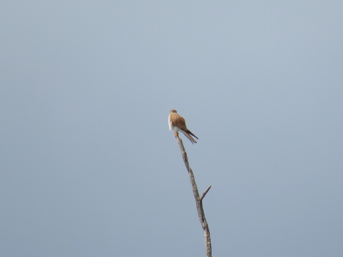 Nankeen Kestrel - Stan Jarzynski