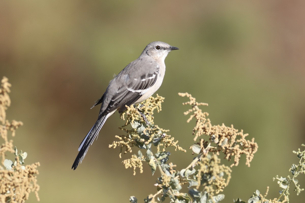 Northern Mockingbird - Gil Ewing