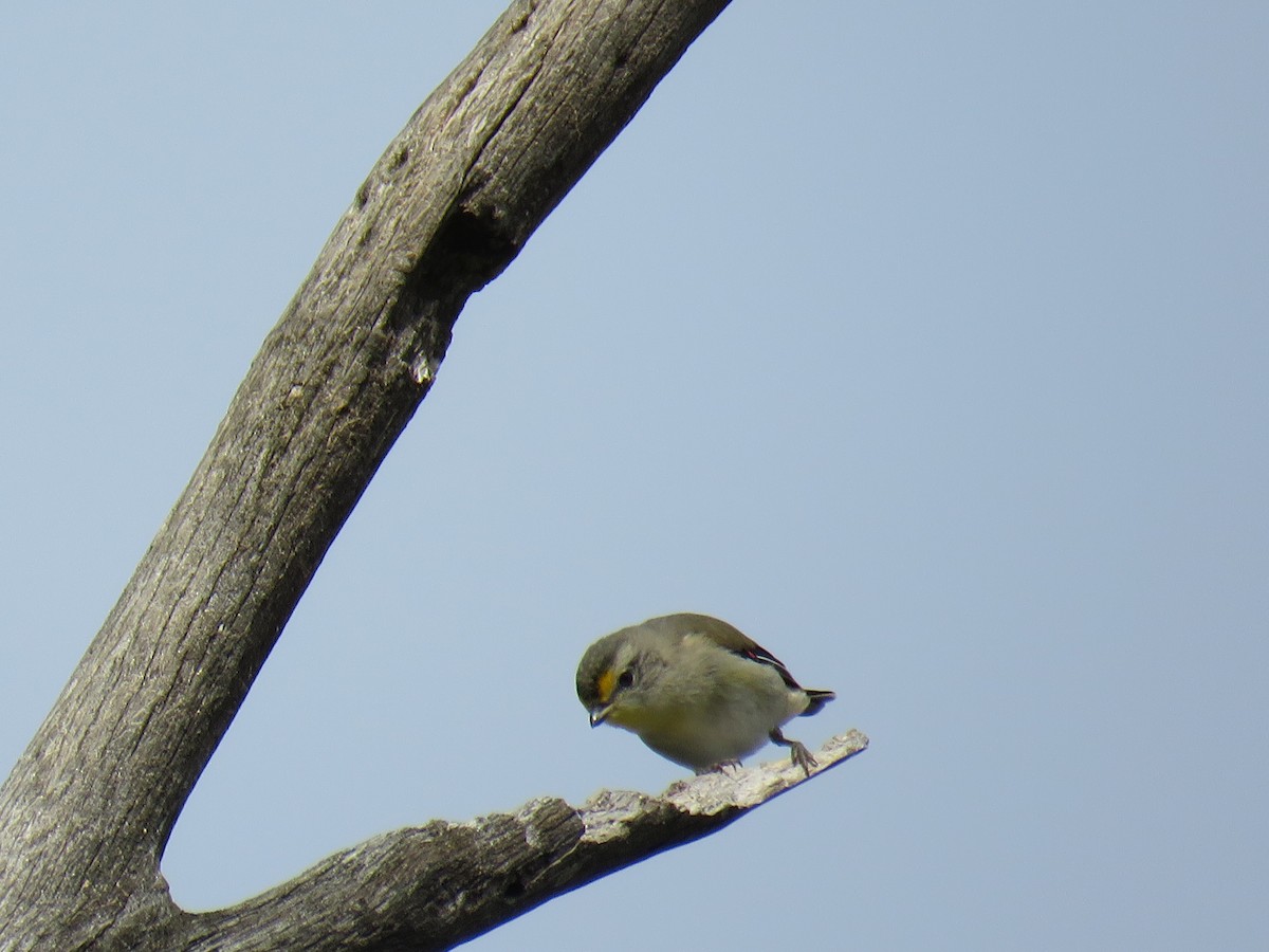 Striated Pardalote - Stan Jarzynski