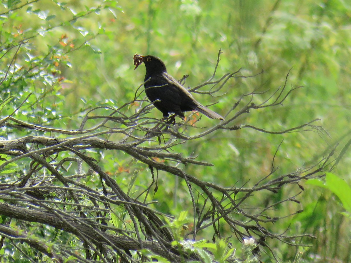 Eurasian Blackbird - ML609523520