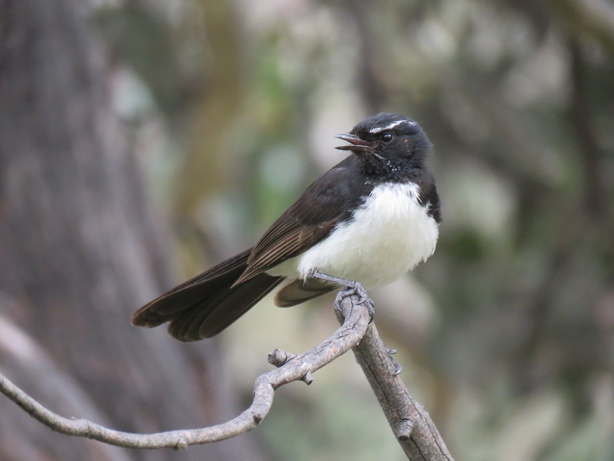 Willie-wagtail - Stan Jarzynski