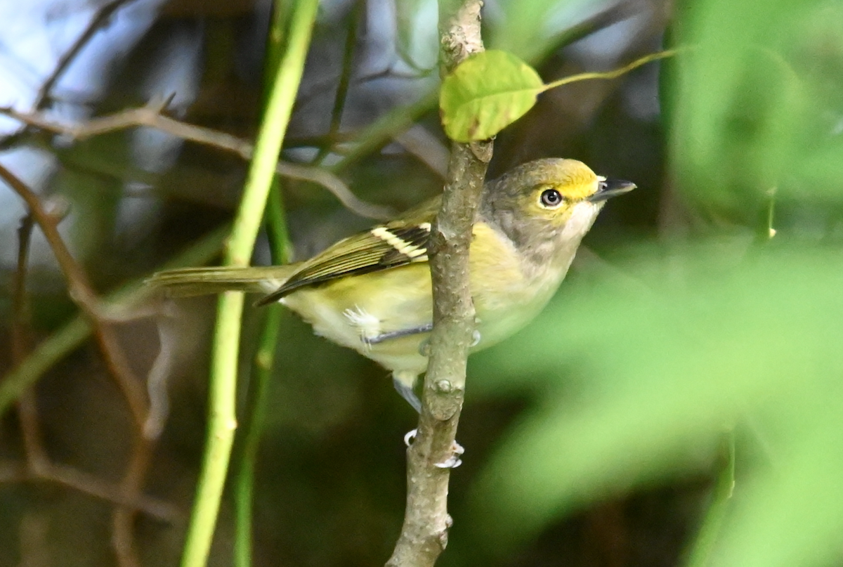 Viréo aux yeux blancs - ML609523568