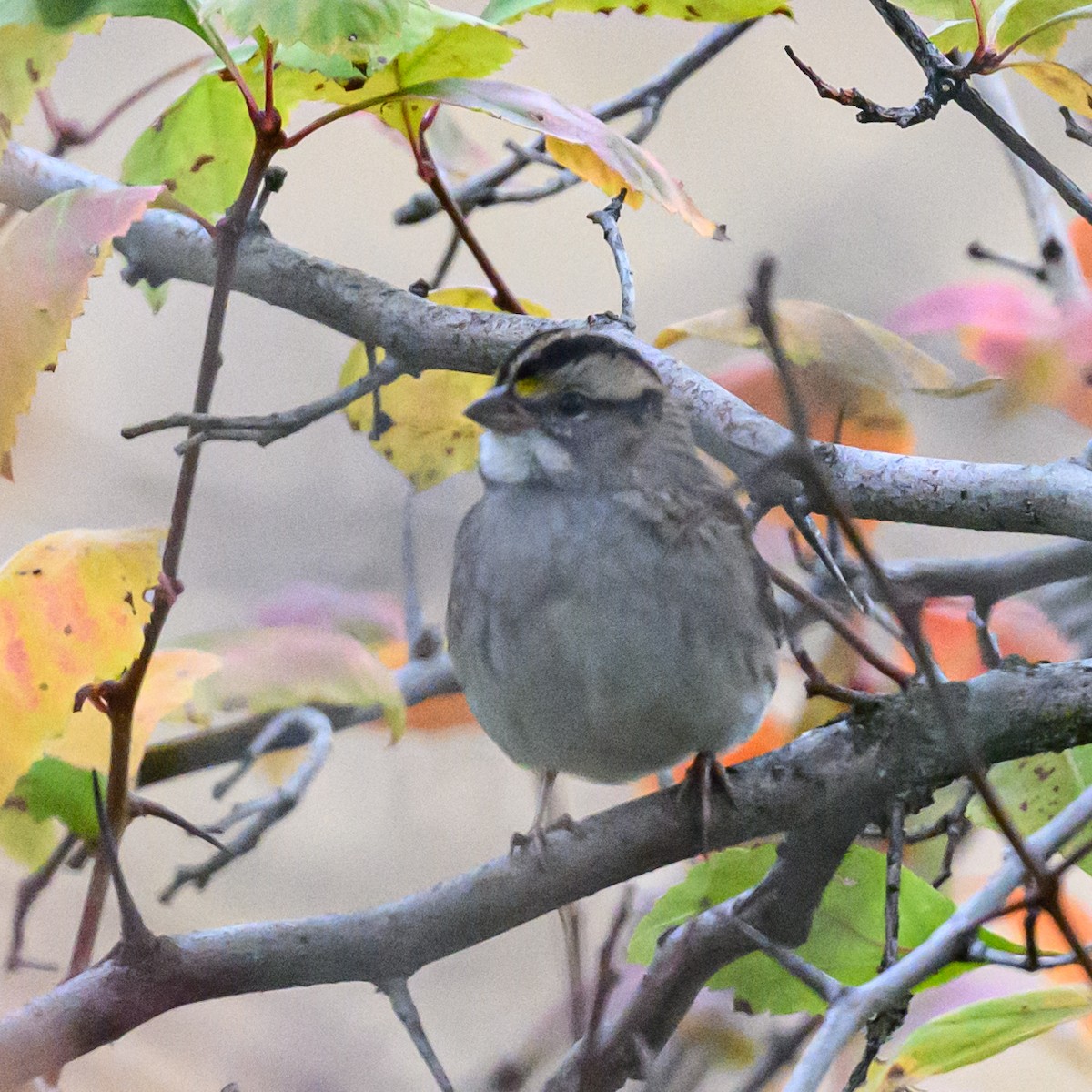 White-throated Sparrow - ML609523581