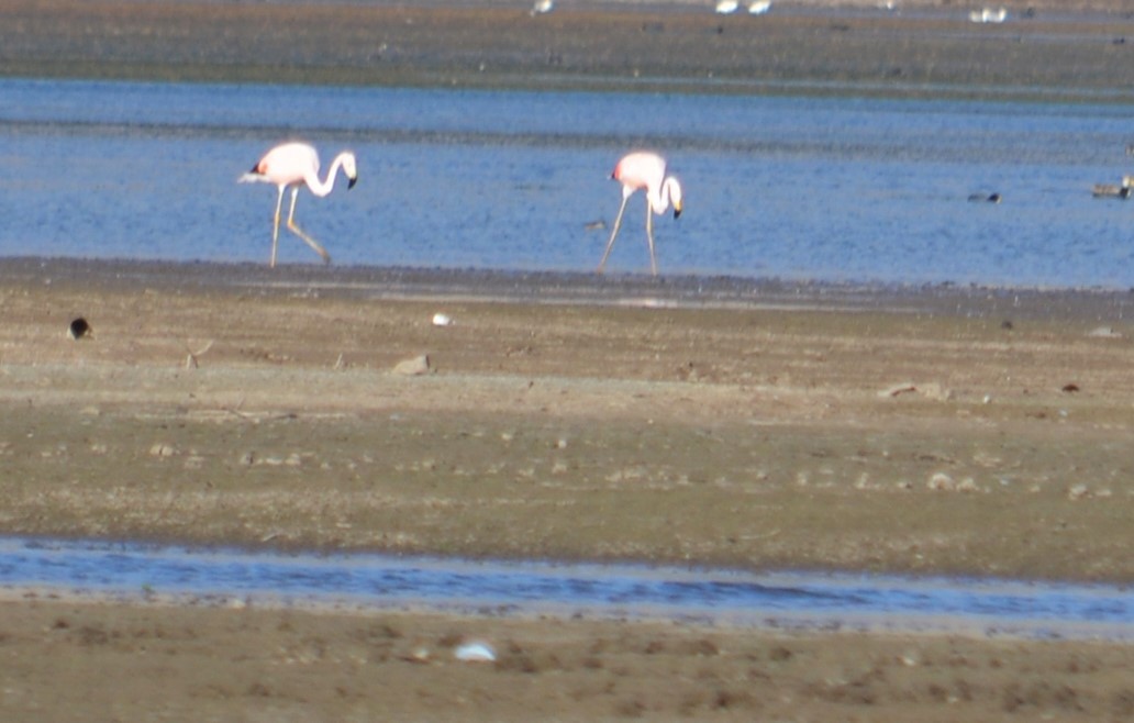 Andean Flamingo - ML609523624