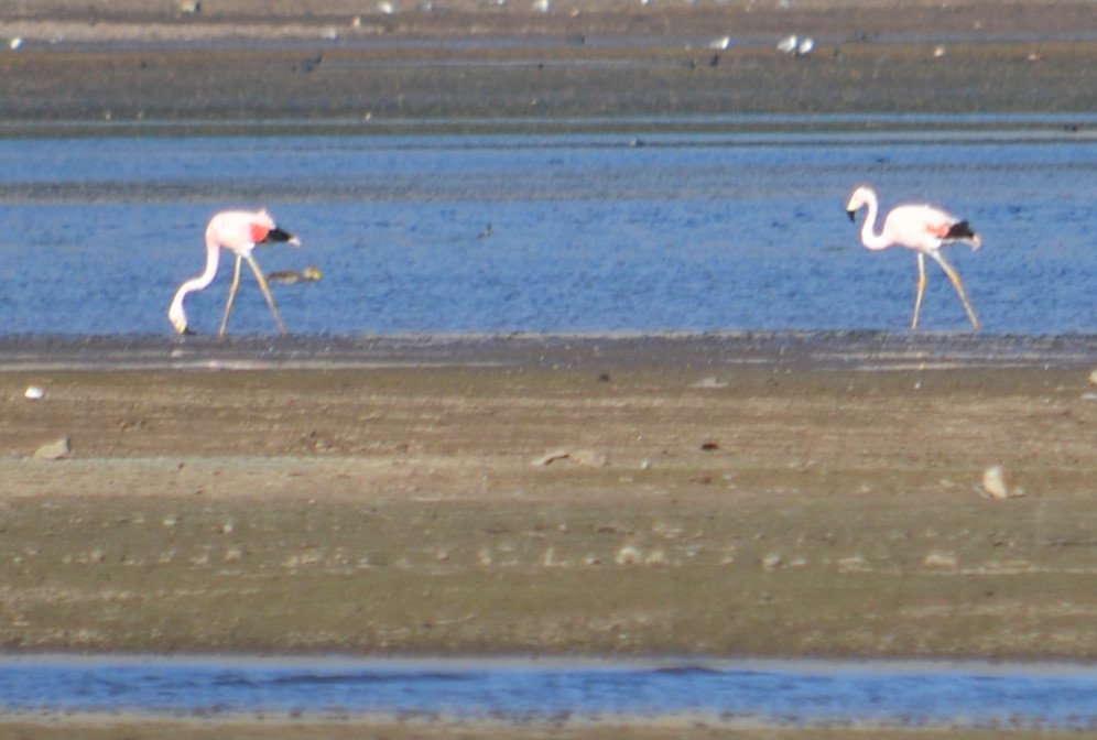 Andean Flamingo - ML609523625