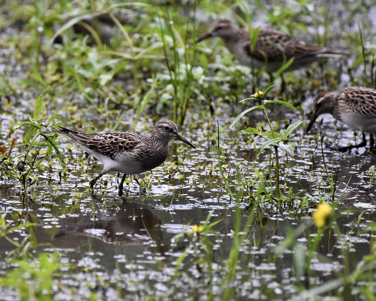 Pectoral Sandpiper - ML609523724