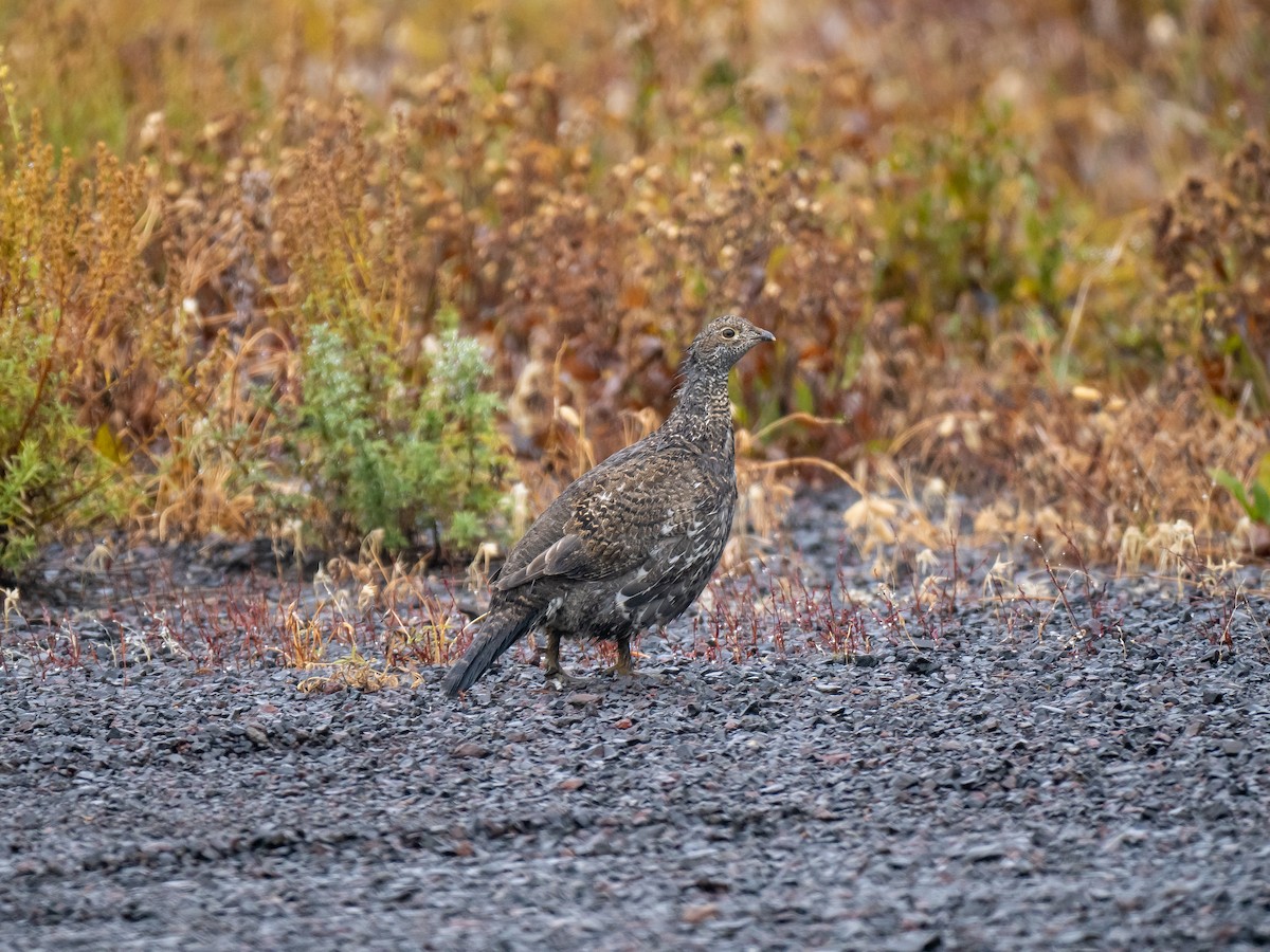 Dusky Grouse - ML609523784