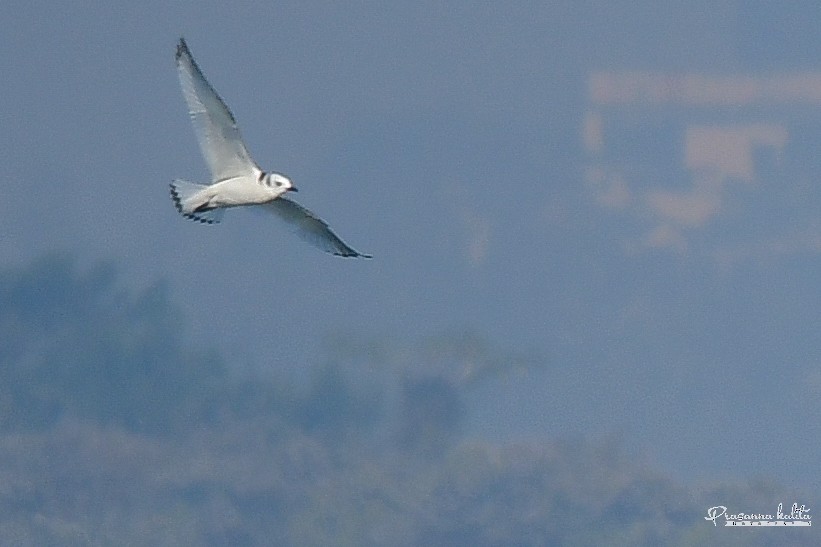 Black-legged Kittiwake - ML609523787