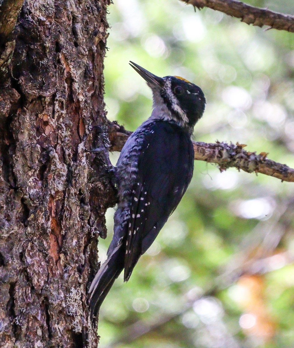 Black-backed Woodpecker - ML609523838