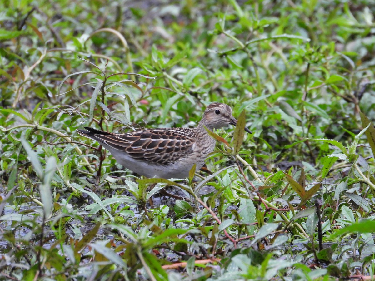 Pectoral Sandpiper - ML609523934