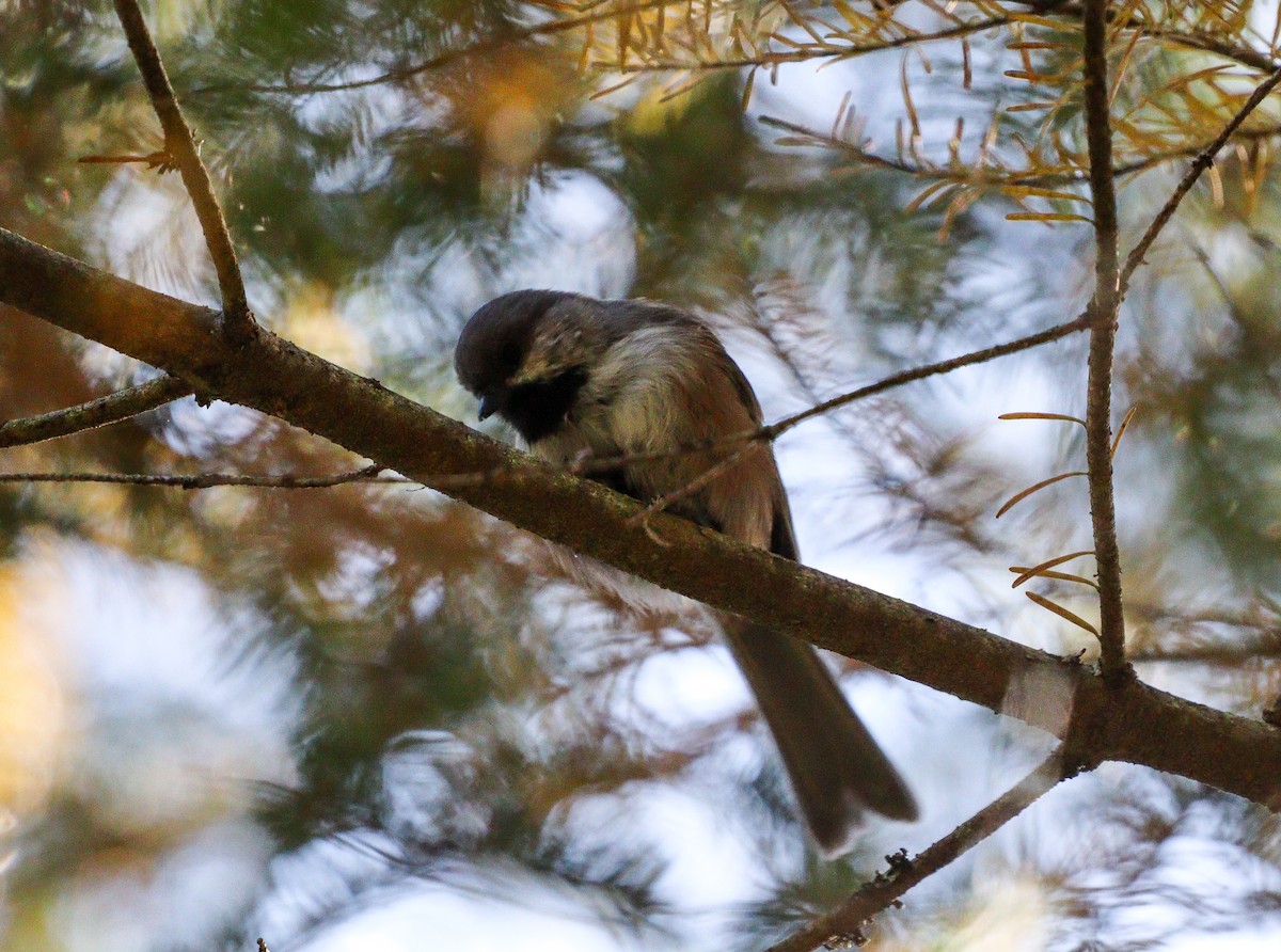 Boreal Chickadee - ML609523953