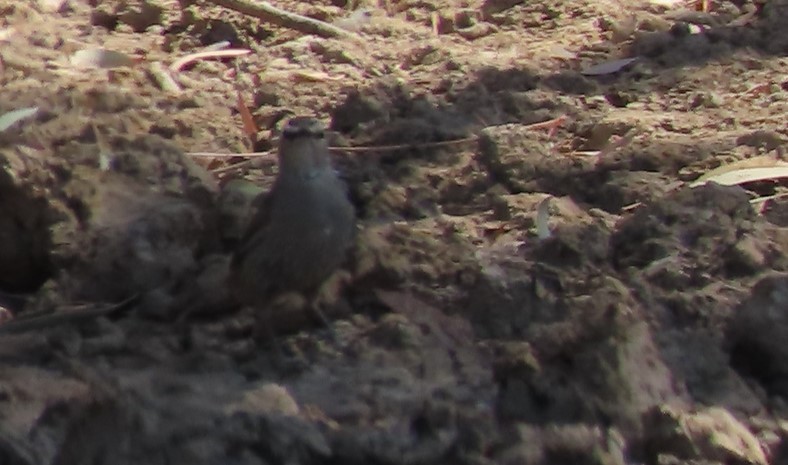 Brown Treecreeper - ML609523996