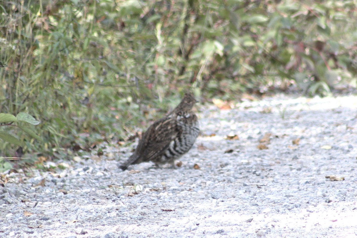 Ruffed Grouse - ML609524084