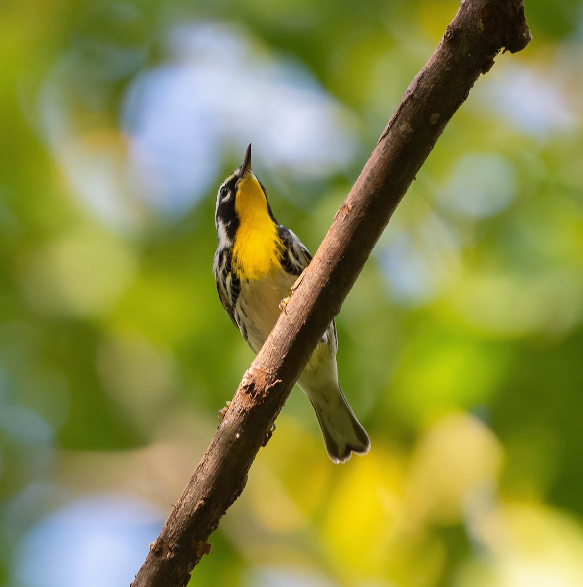 Yellow-throated Warbler - ML609524187