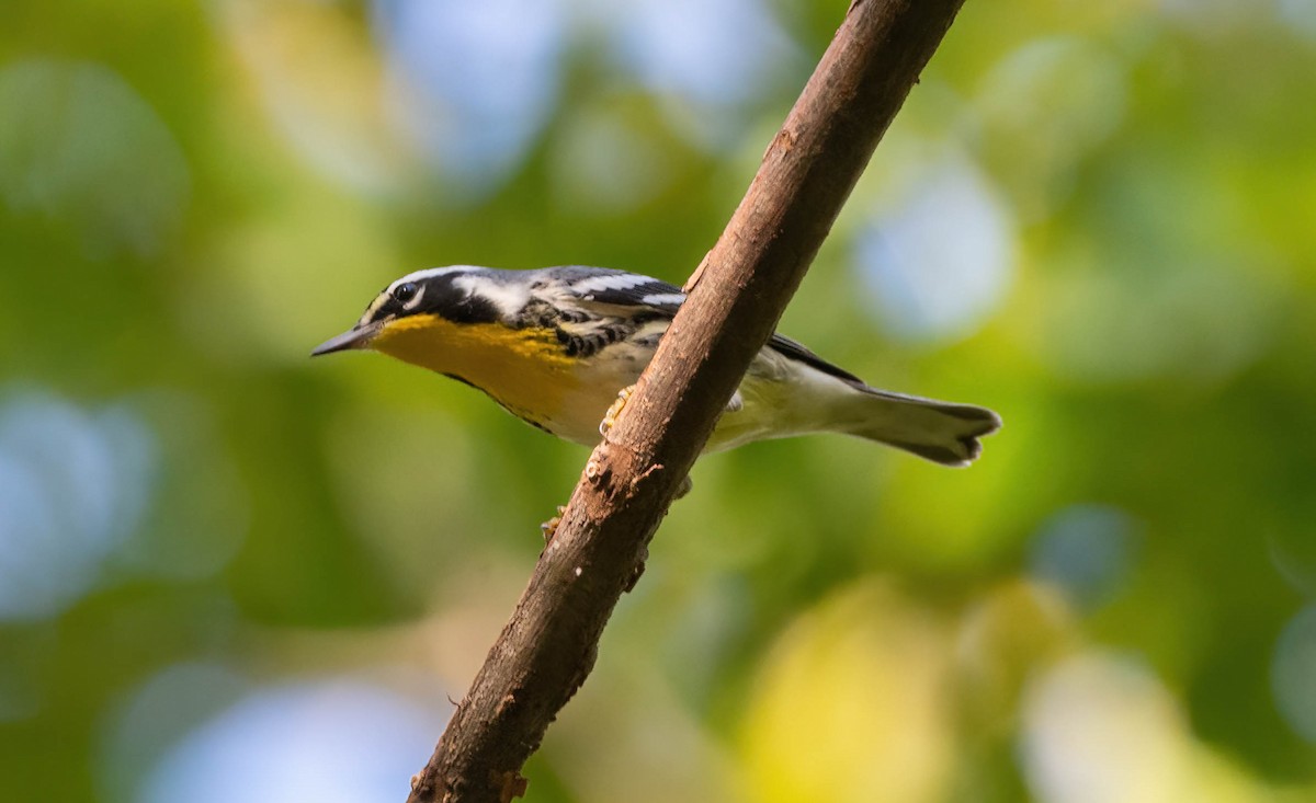 Yellow-throated Warbler - ML609524198