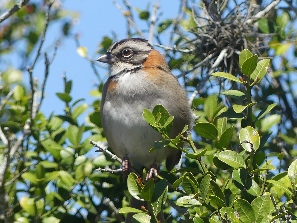 Rufous-collared Sparrow - Fernando Vilariño