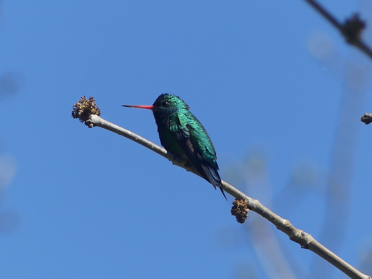 kolibřík lesklobřichý - ML609524225