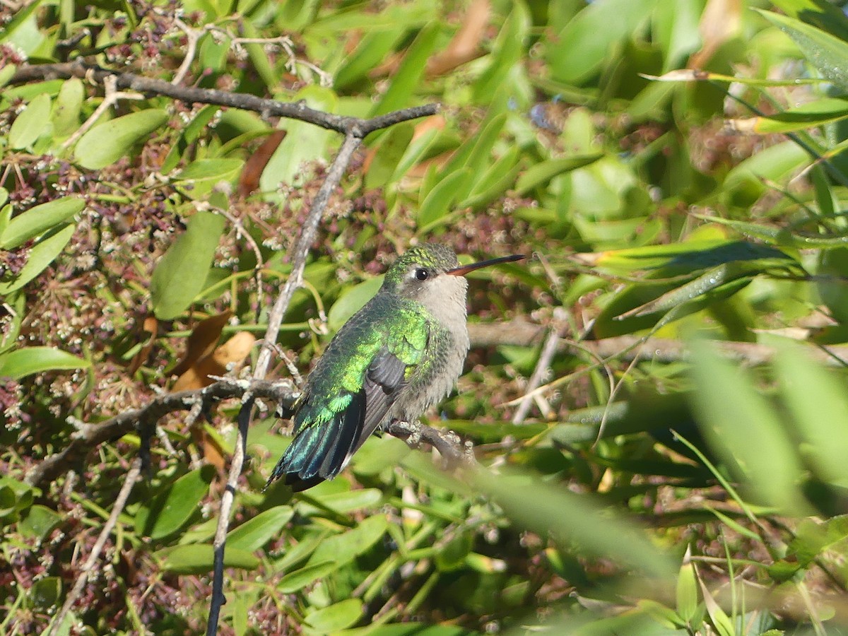 Glittering-bellied Emerald - ML609524270