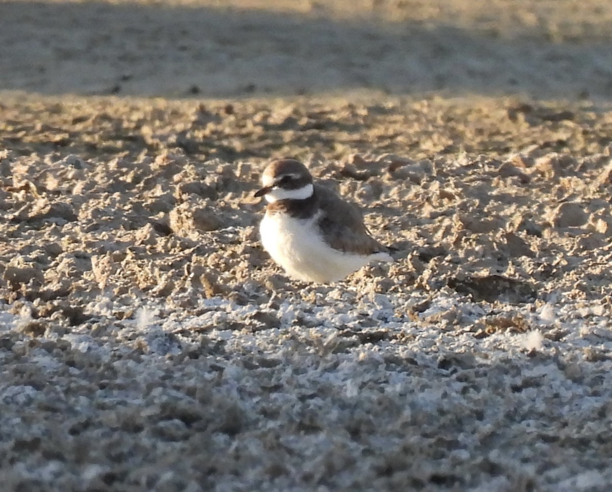 Semipalmated Plover - ML609524293
