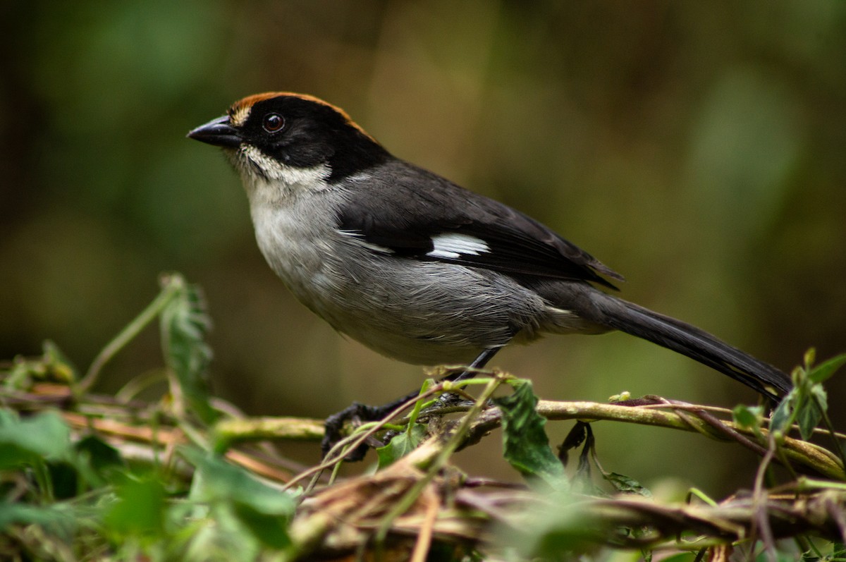 White-winged Brushfinch - ML609524324