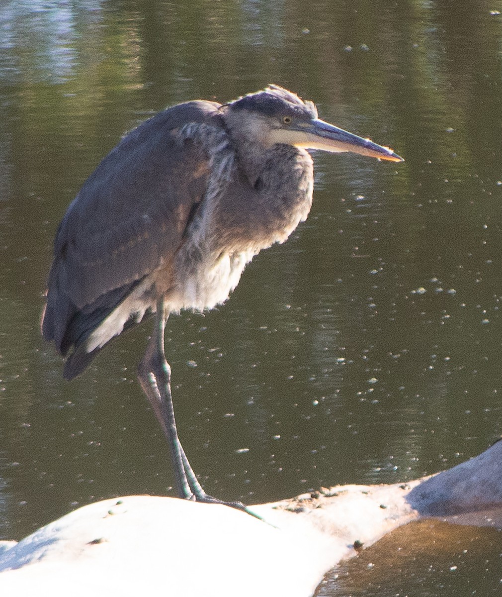 Great Blue Heron - ML609524333