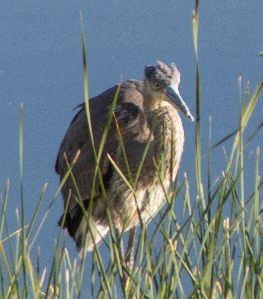 Great Blue Heron - ML609524334