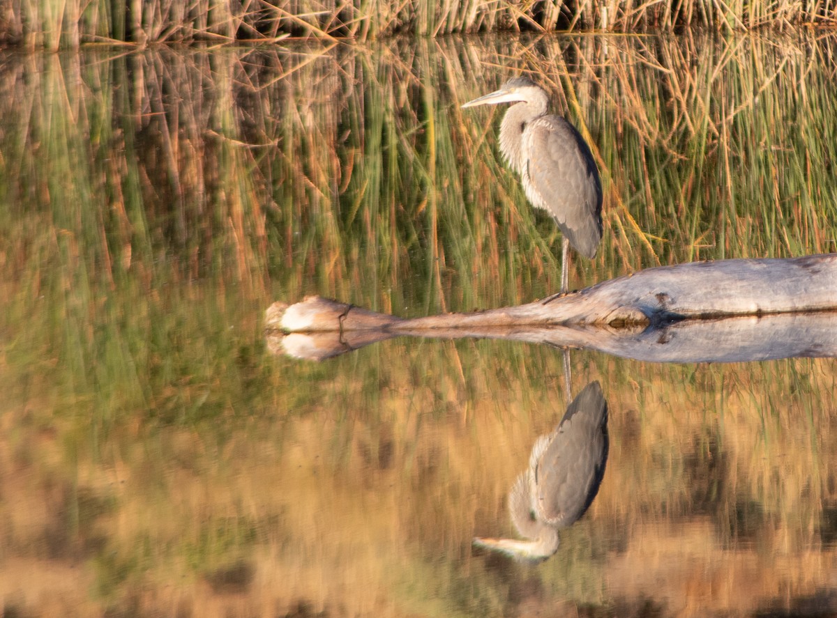 Great Blue Heron - ML609524335