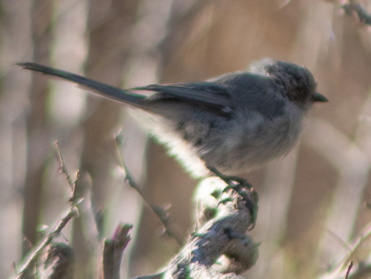 Bushtit - ML609524340