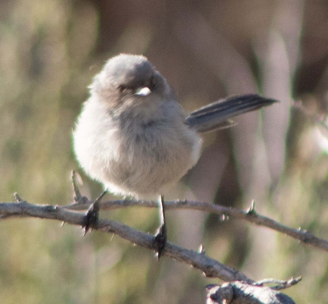 Bushtit - ML609524341