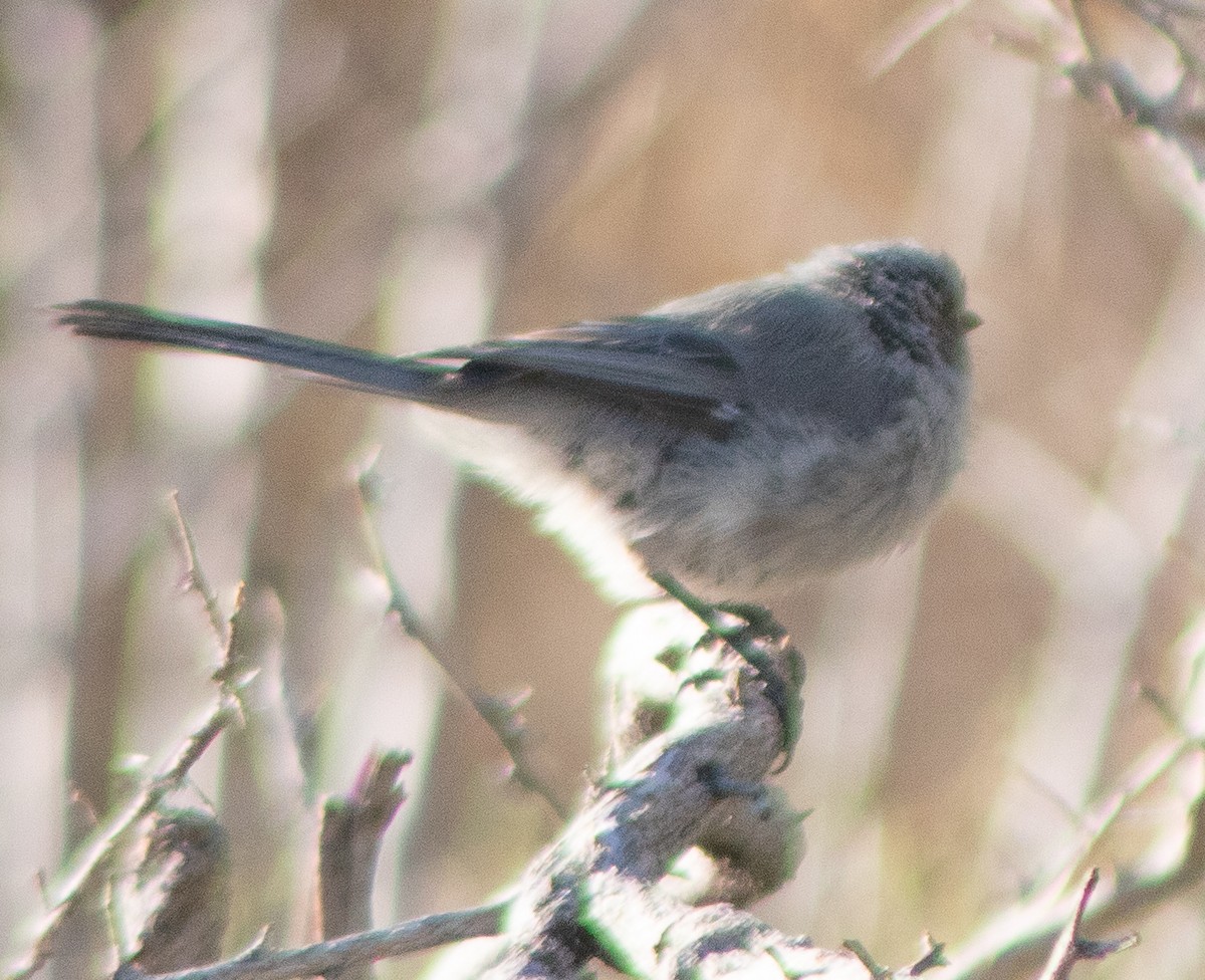 Bushtit - ML609524342