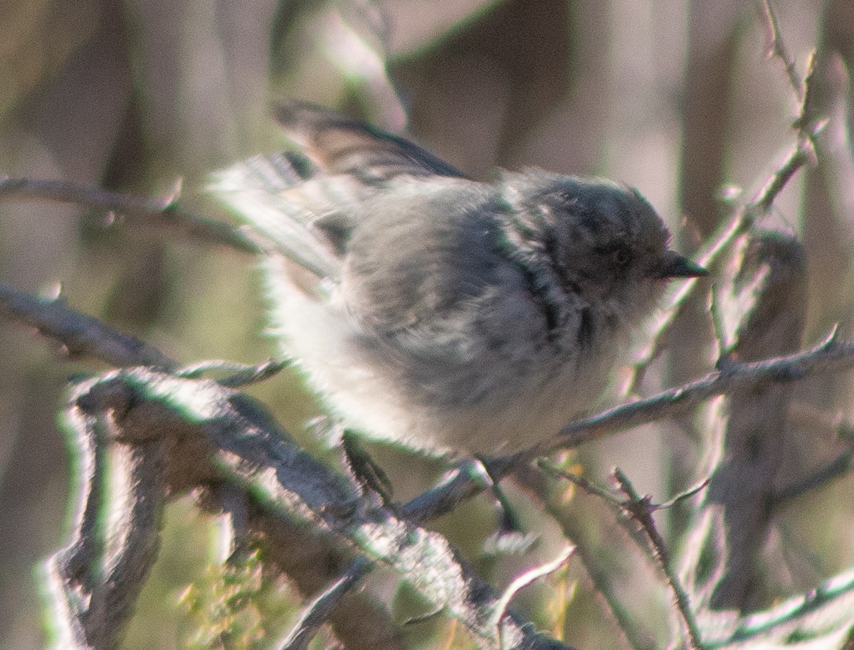 Bushtit - ML609524343