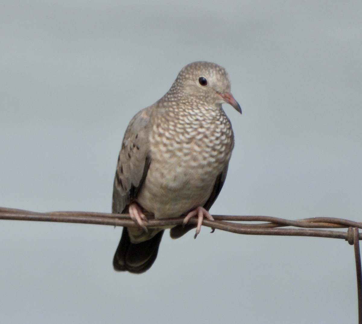 Common Ground Dove - ML609524377