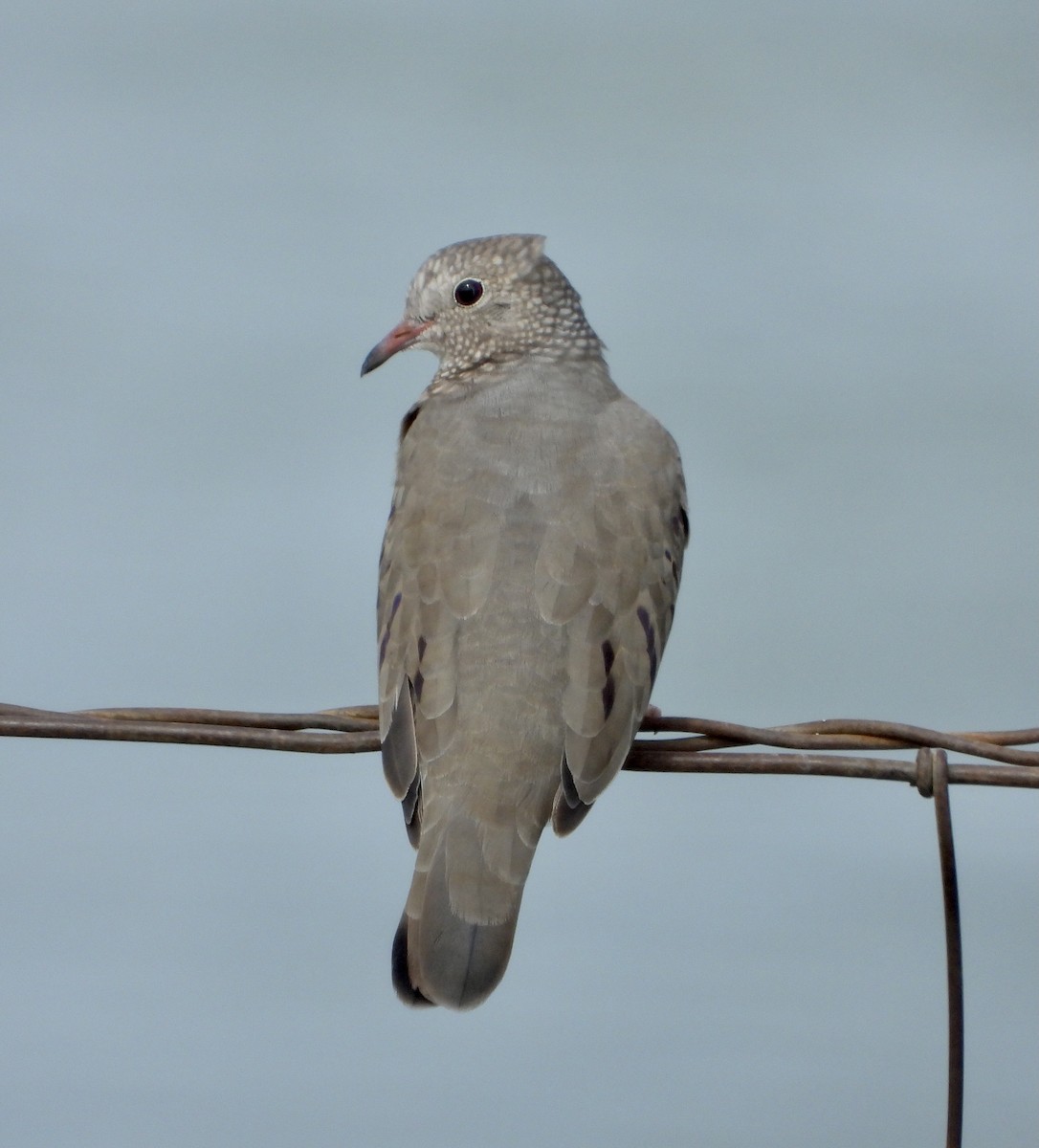 Common Ground Dove - ML609524378