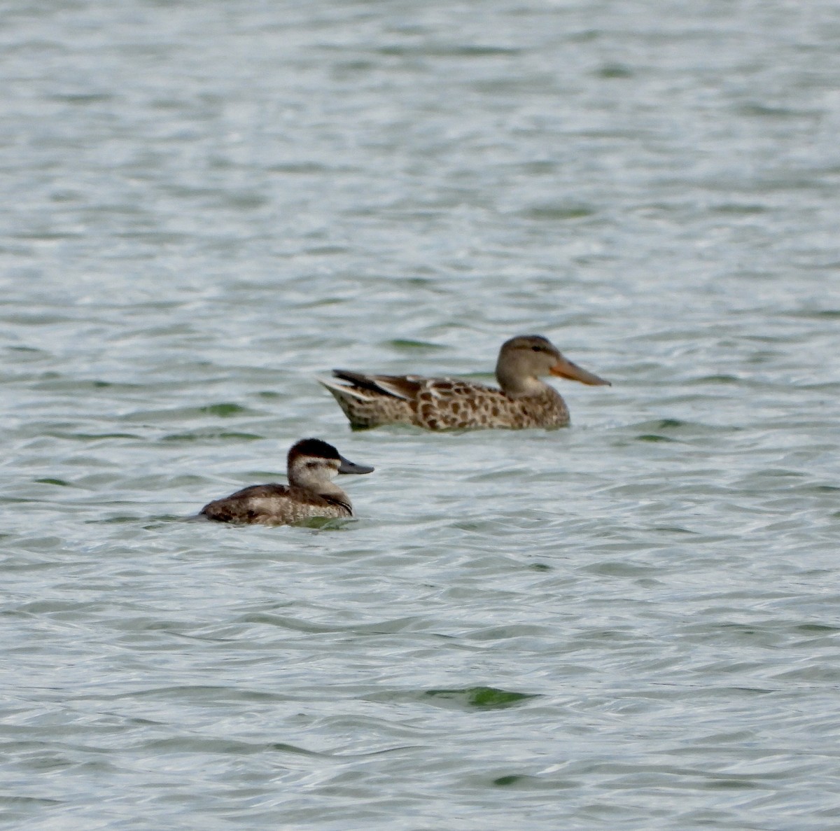 Ruddy Duck - ML609524388