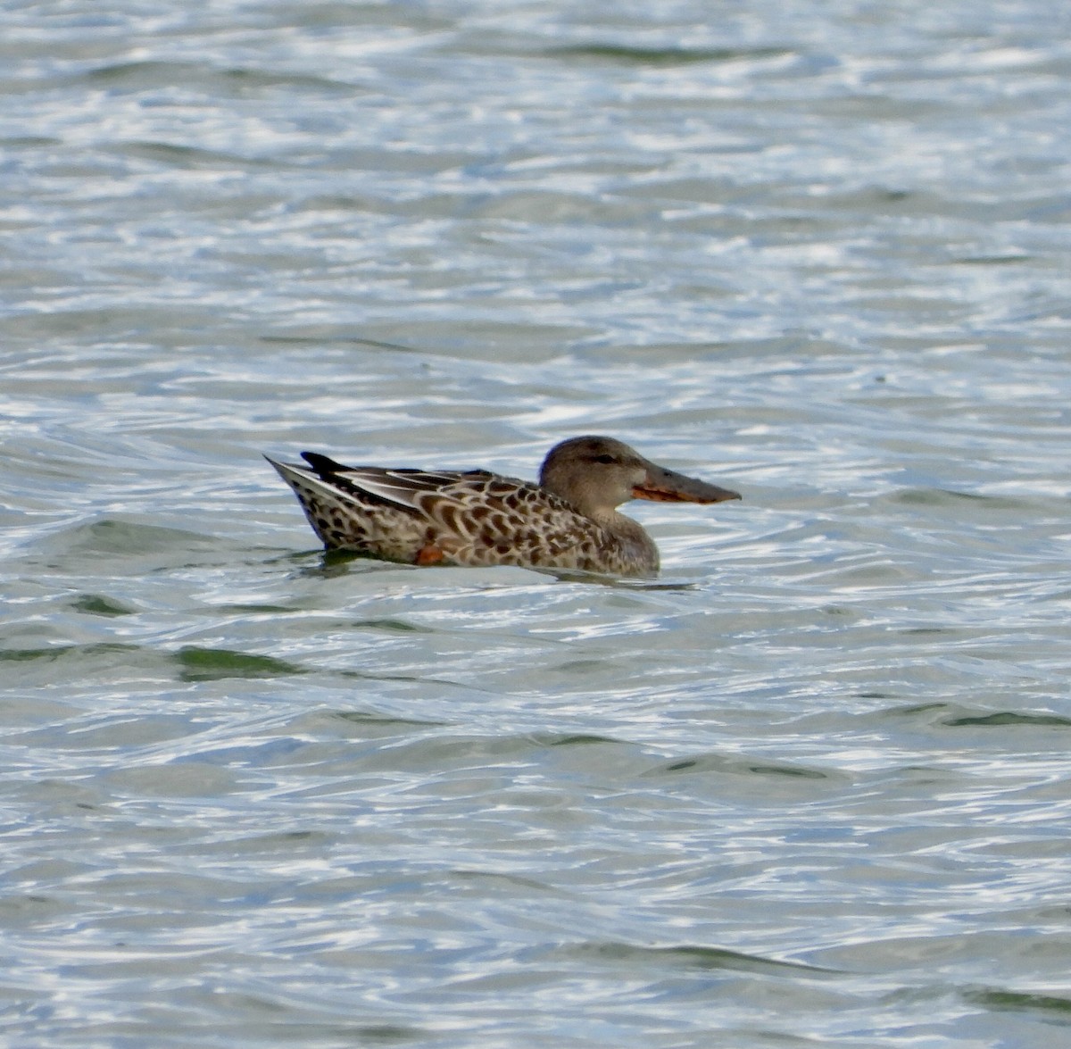 Northern Shoveler - ML609524392