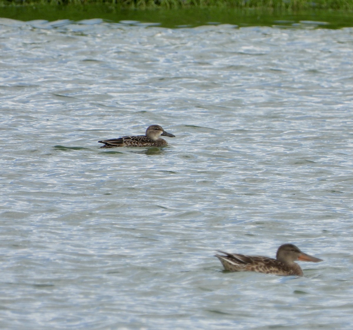 Blue-winged Teal - ML609524404