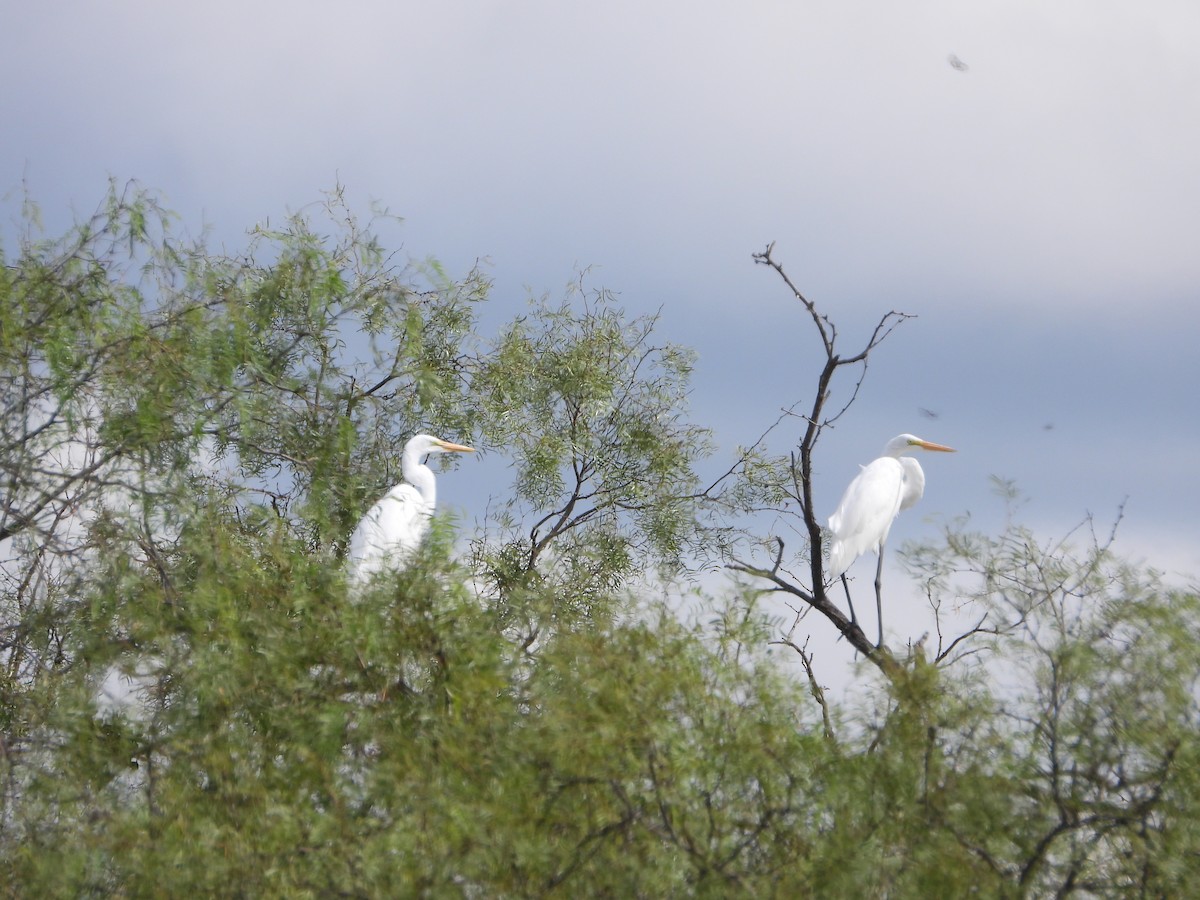 Great Egret - ML609524411