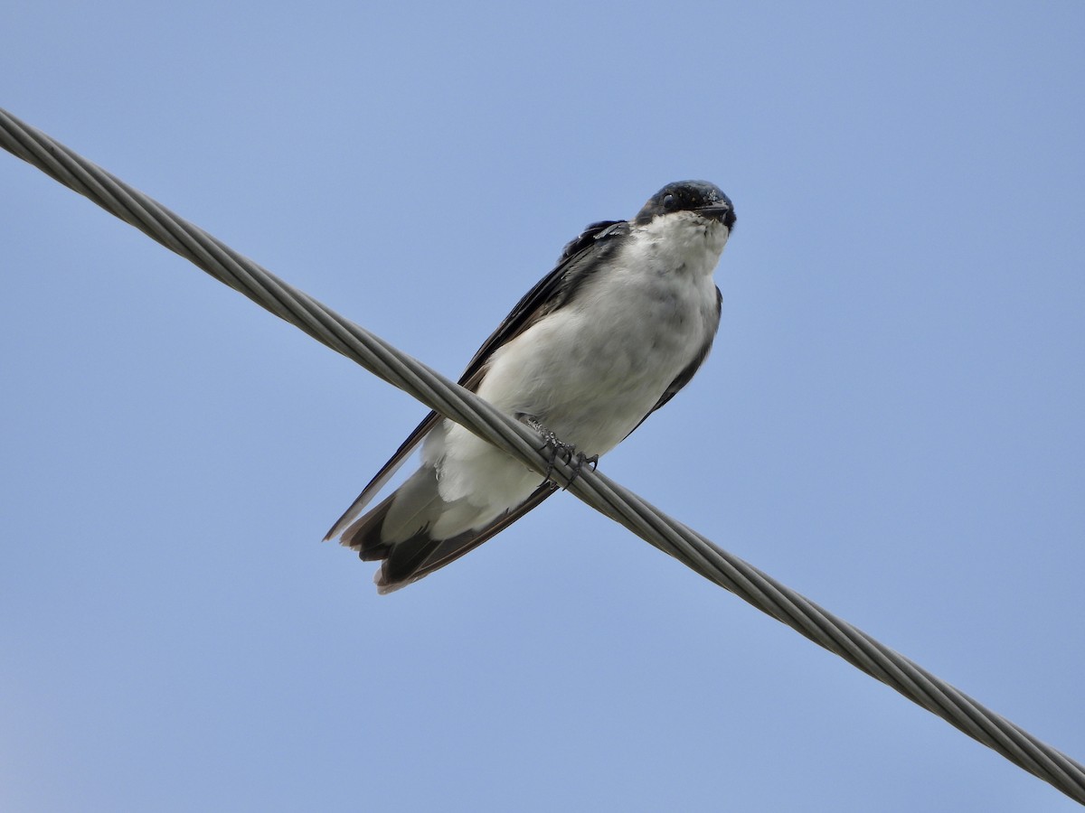 Tree Swallow - ML609524486