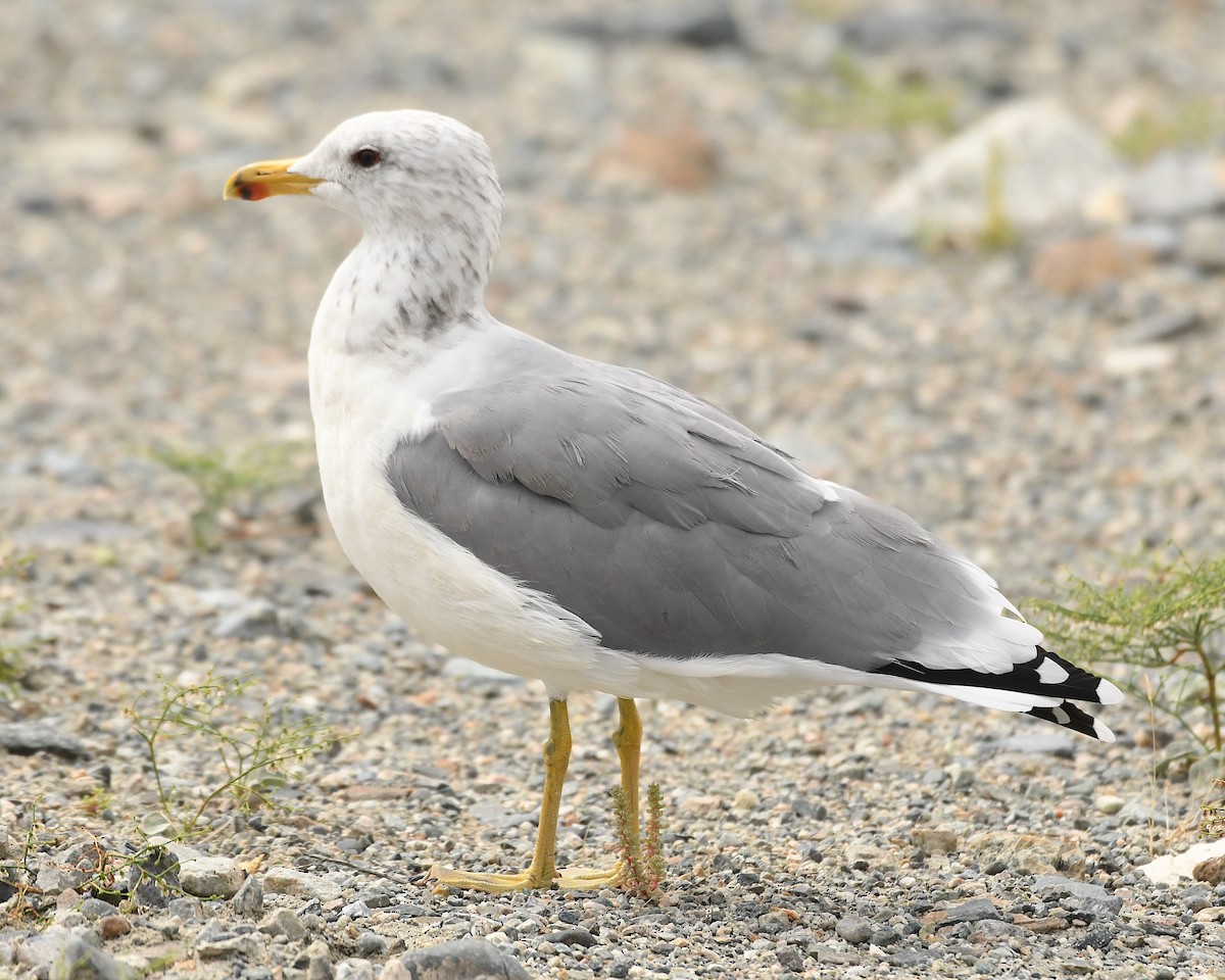 California Gull - ML609524561