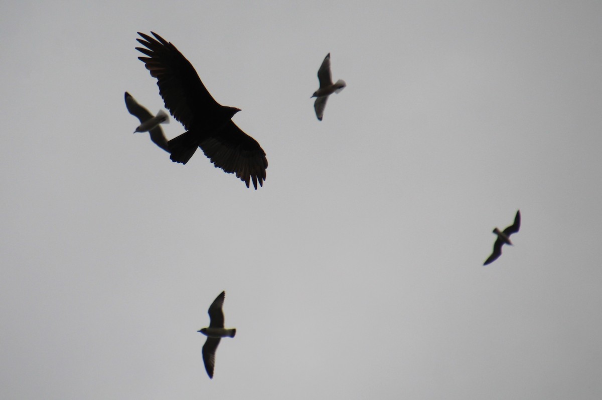 Turkey Vulture - ML609524595