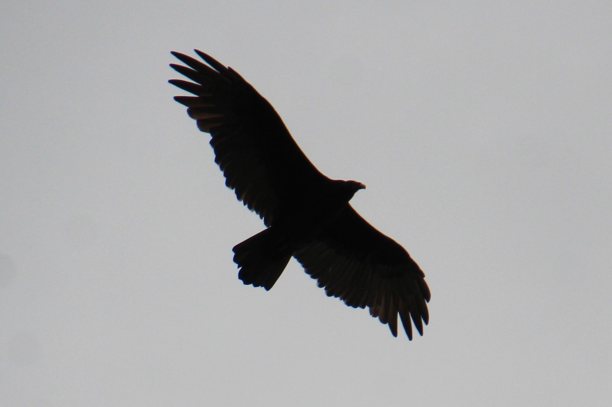 Turkey Vulture - ML609524606